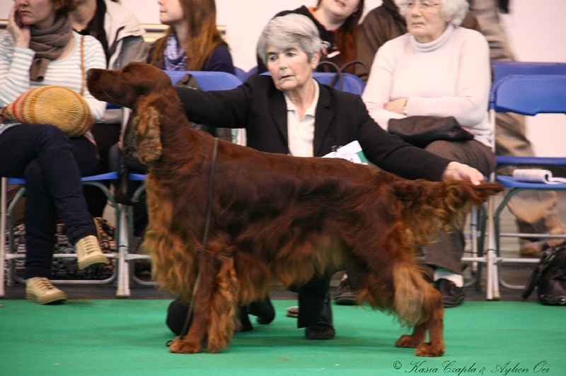 Crufts2011 431.jpg